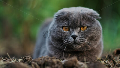 Close up of a Scottish Fold cat with orange eyes sitting on the ground in a garden - Starpik Stock