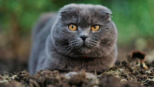Close up of a Scottish Fold cat with orange eyes sitting on the ground in a garden - Starpik Stock