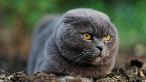 Close up of a Scottish Fold cat with orange eyes sitting on the ground in a garden - Starpik Stock