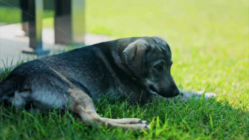 Close up of a black and brown, stray dog lying on the grass in a park - Starpik Stock