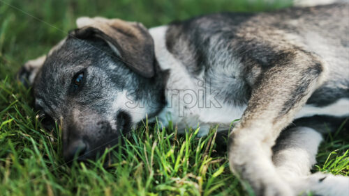 Close up of a black and brown, stray dog lying on the grass in a park - Starpik Stock