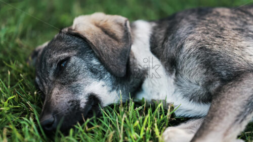 Close up of a black and brown, stray dog lying on the grass in a park - Starpik Stock