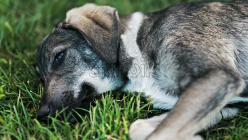 Close up of a black and brown, stray dog lying on the grass in a park - Starpik Stock