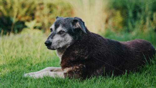 Close up of a black and brown, stray dog sitting on the grass in a park - Starpik Stock