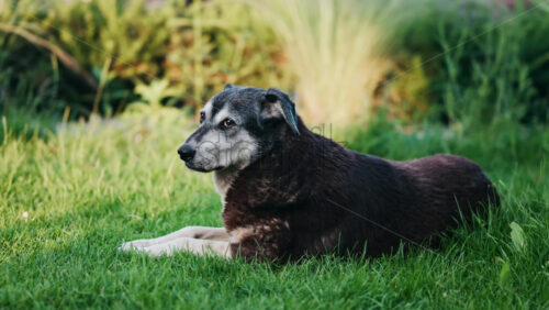 Close up of a black and brown, stray dog sitting on the grass in a park - Starpik Stock