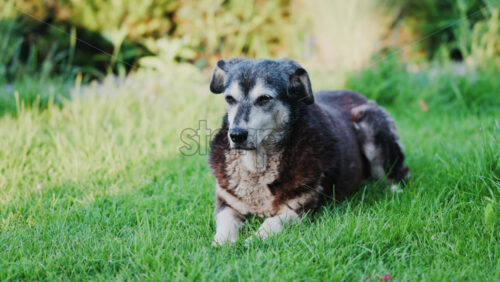 Close up of a black and brown, stray dog sitting on the grass in a park - Starpik Stock