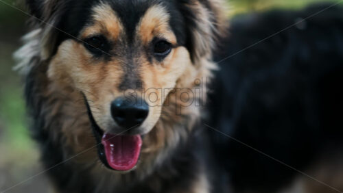 Close up of a black and brown, stray dog sitting on the street - Starpik Stock