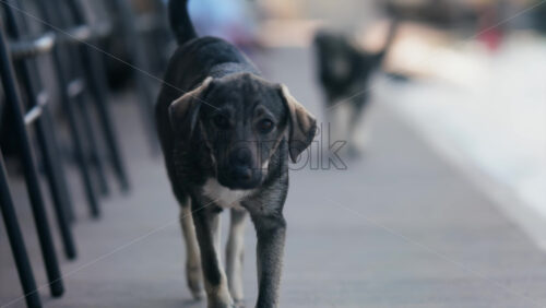 Close up of a black and brown, stray dog walking on the street - Starpik Stock