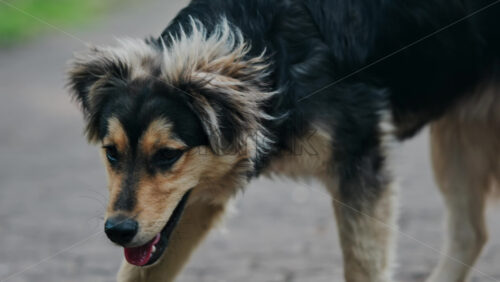 Close up of a black and brown, stray dog walking on the street - Starpik Stock