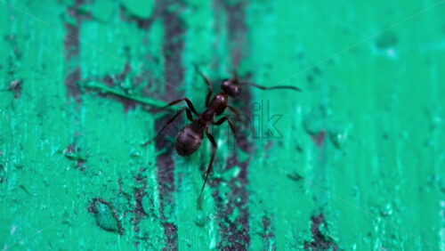 Close up of a black ant crawling across a textured green park bench - Starpik Stock