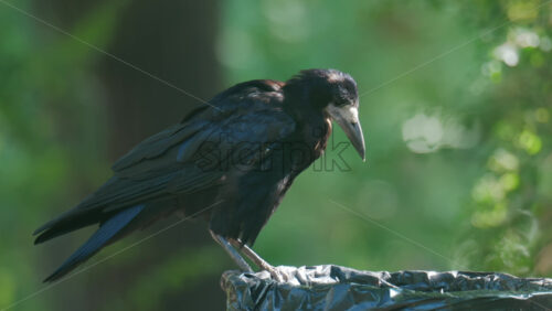 Close up of a black crow perched on a trash can in a green park - Starpik Stock