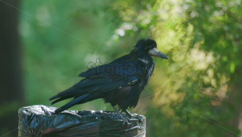 Close up of a black crow perched on a trash can in a green park - Starpik Stock