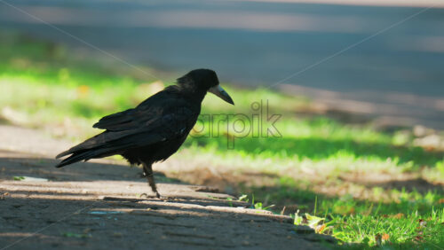 Close up of a black crow walking on the pavement of a park - Starpik Stock