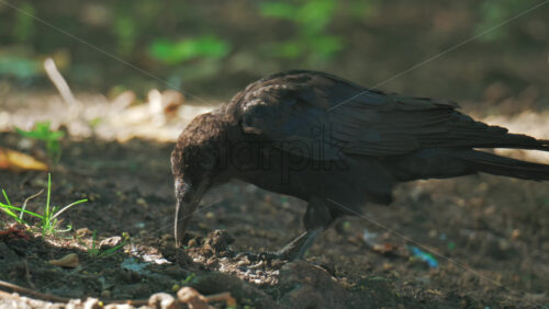 Close up of a black crow walking through the park - Starpik Stock