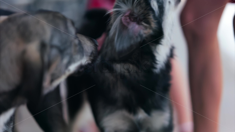 Close up of a children’s hands petting black and brown, stray dogs on the street - Starpik Stock