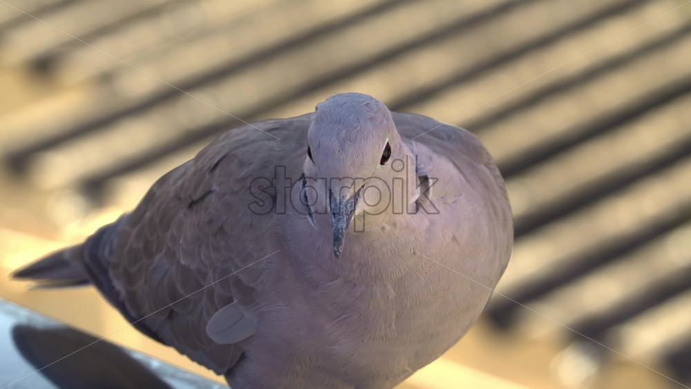 Close up of a collared dove moving on a railing near a roof - Starpik Stock