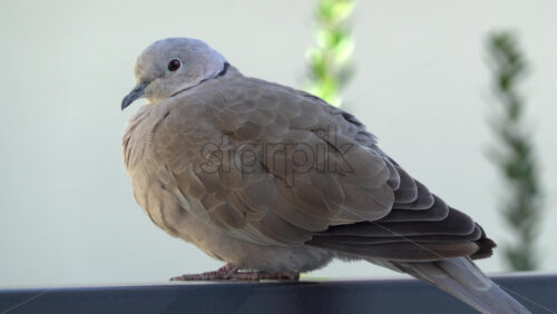 Close up of a collared dove sitting on a stone surface - Starpik Stock