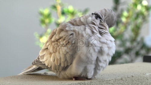 Close up of a collared dove sitting on a stone surface - Starpik Stock