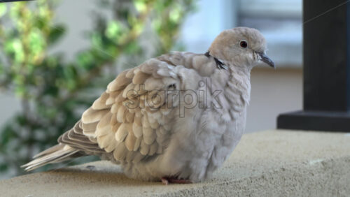 Close up of a collared dove sitting on a stone surface - Starpik Stock