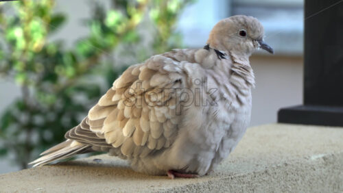Close up of a collared dove sitting on a stone surface - Starpik Stock