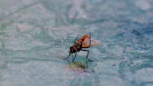 Close up of a common housefly standing on a blue-toned stone surface - Starpik Stock