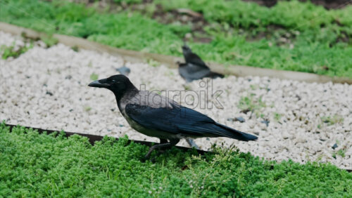 Close up of a crow walking on the grass, through a park - Starpik Stock
