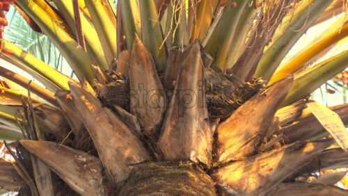 Close-up of a date palm heavy with clusters of green dates in warm evening light against clear sky - Starpik Stock