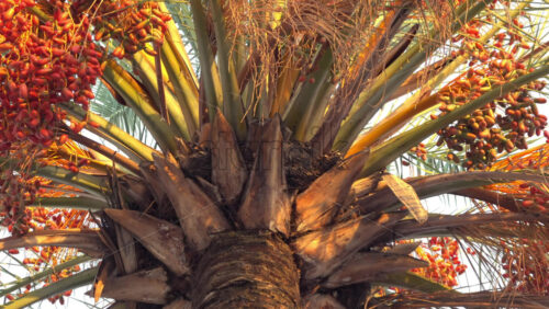 Close-up of a date palm heavy with clusters of green dates in warm evening light against clear sky - Starpik Stock