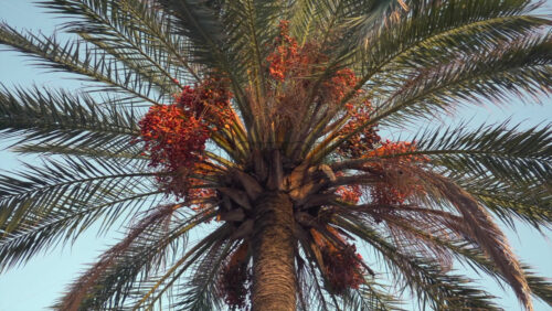 Close-up of a date palm heavy with clusters of green dates in warm evening light against clear sky - Starpik Stock