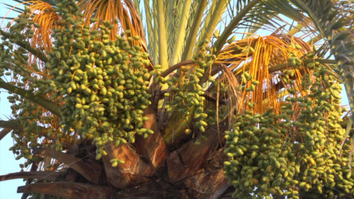 Close-up of a date palm heavy with clusters of green dates in warm evening light against clear sky - Starpik Stock