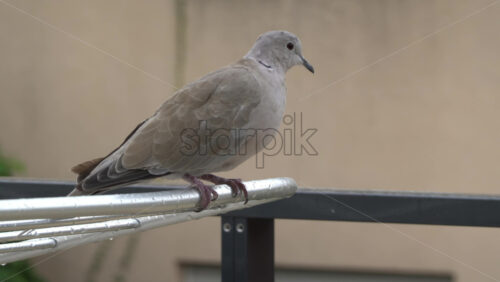 Close up of a dove sitting on a clothing drying rack outside - Starpik Stock