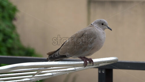 Close up of a dove sitting on a clothing drying rack outside - Starpik Stock