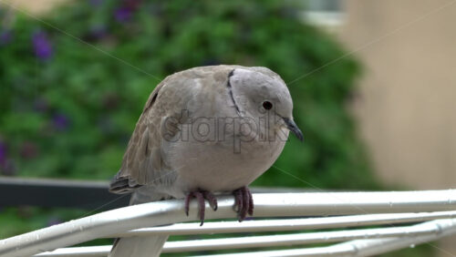 Close up of a dove sitting on a clothing drying rack outside - Starpik Stock