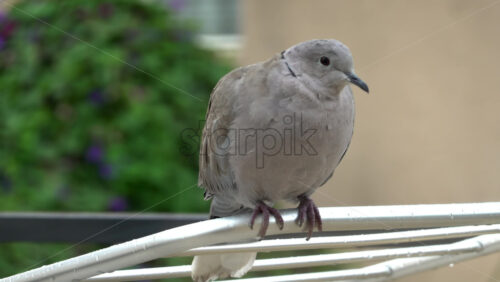 Close up of a dove sitting on a clothing drying rack outside - Starpik Stock