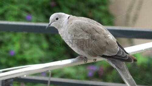 Close up of a dove sitting on a clothing drying rack outside - Starpik Stock