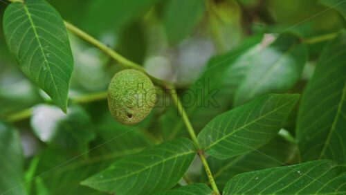 Close up of a green greek walnut surrounded by leaves on a tree - Starpik Stock