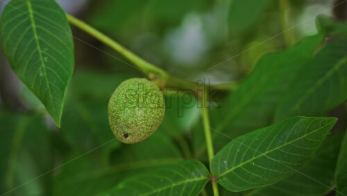 Close up of a green greek walnut surrounded by leaves on a tree - Starpik Stock