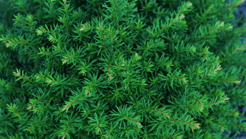 Close up of a green yew tree branches in a garden - Starpik Stock