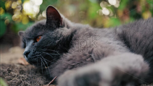 Close up of a grey British Shorthair cat with orange eyes lies on the ground, looking directly at the camera in natural light - Starpik Stock