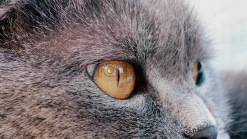 Close up of a grey British Shorthair cat’s golden eyes with detailed fur and sharp reflection in the iris - Starpik Stock