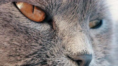 Close up of a grey British Shorthair cat’s golden eyes with detailed fur and sharp reflection in the iris - Starpik Stock