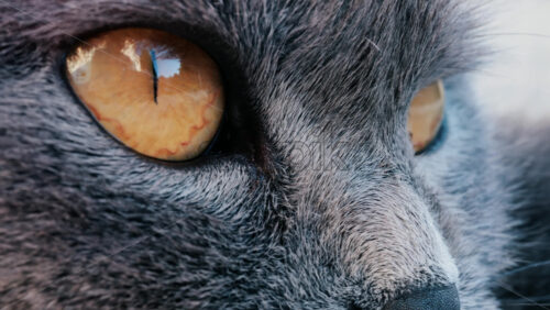 Close up of a grey British Shorthair cat’s golden eyes with detailed fur and sharp reflection in the iris - Starpik Stock