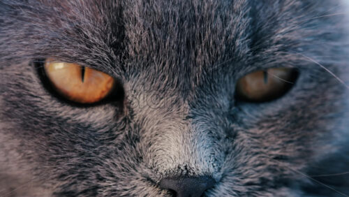 Close up of a grey British Shorthair cat’s golden eyes with detailed fur and sharp reflection in the iris - Starpik Stock