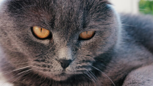 Close up of a grey British Shorthair cat’s golden eyes with detailed fur and sharp reflection in the iris - Starpik Stock