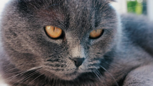 Close up of a grey British Shorthair cat’s golden eyes with detailed fur and sharp reflection in the iris - Starpik Stock
