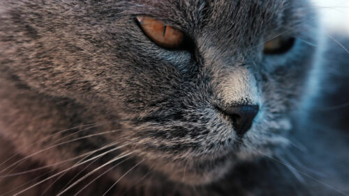 Close up of a grey British Shorthair cat’s golden eyes with detailed fur and sharp reflection in the iris - Starpik Stock
