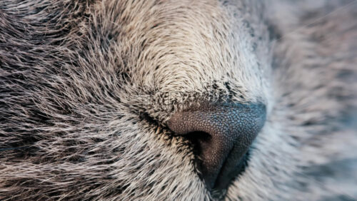 Close up of a grey British Shorthair cat’s snout with detailed fur and whiskers - Starpik Stock