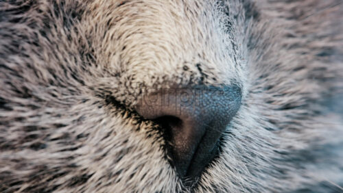 Close up of a grey British Shorthair cat’s snout with detailed fur and whiskers - Starpik Stock