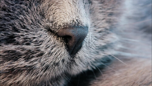 Close up of a grey British Shorthair cat’s snout with detailed fur and whiskers - Starpik Stock