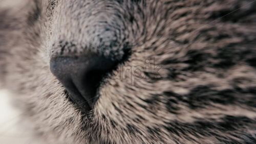 Close up of a grey British Shorthair cat’s snout with detailed fur and whiskers - Starpik Stock